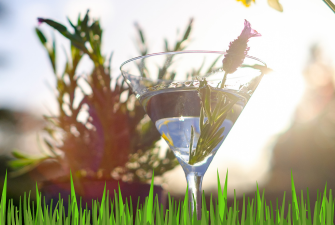 Botanicals Behind The Flavor: Why Does Gin Taste Like Grass?